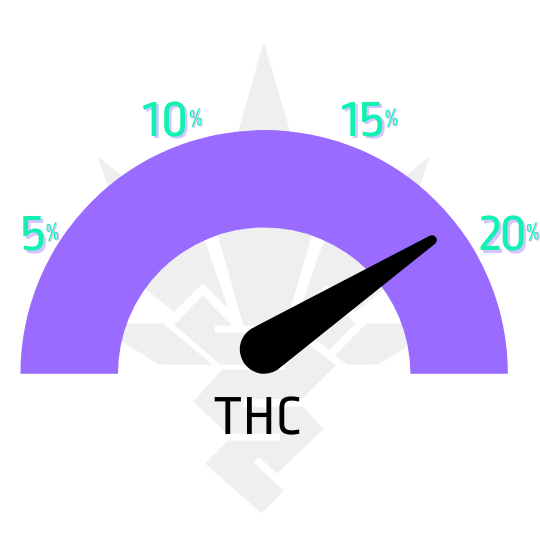 Bruce banger feminizovaná semena marihuany obsah THC